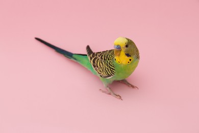 Photo of Beautiful parrot on pink background. Exotic pet