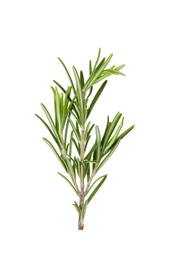 Photo of Fresh green rosemary twig on white background