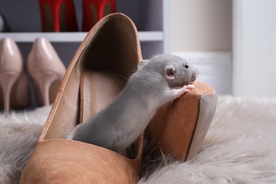 Photo of Cute grey rat in female shoe on fuzzy rug indoors