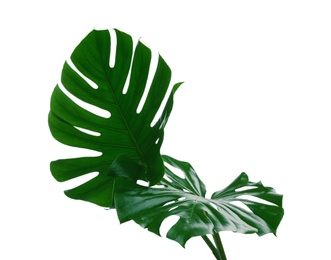 Photo of Beautiful monstera leaves isolated on white. Tropical plant