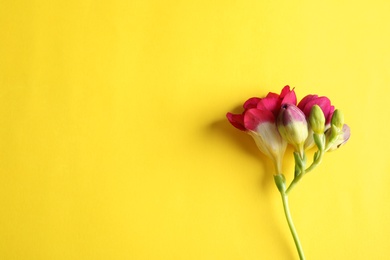 Photo of Beautiful freesia flower on color background, top view. Space for text