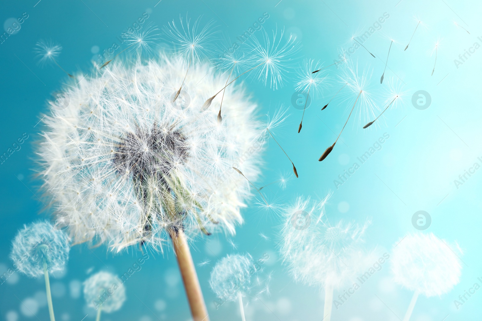 Image of Beautiful puffy dandelion and flying seeds against blue sky on sunny day 