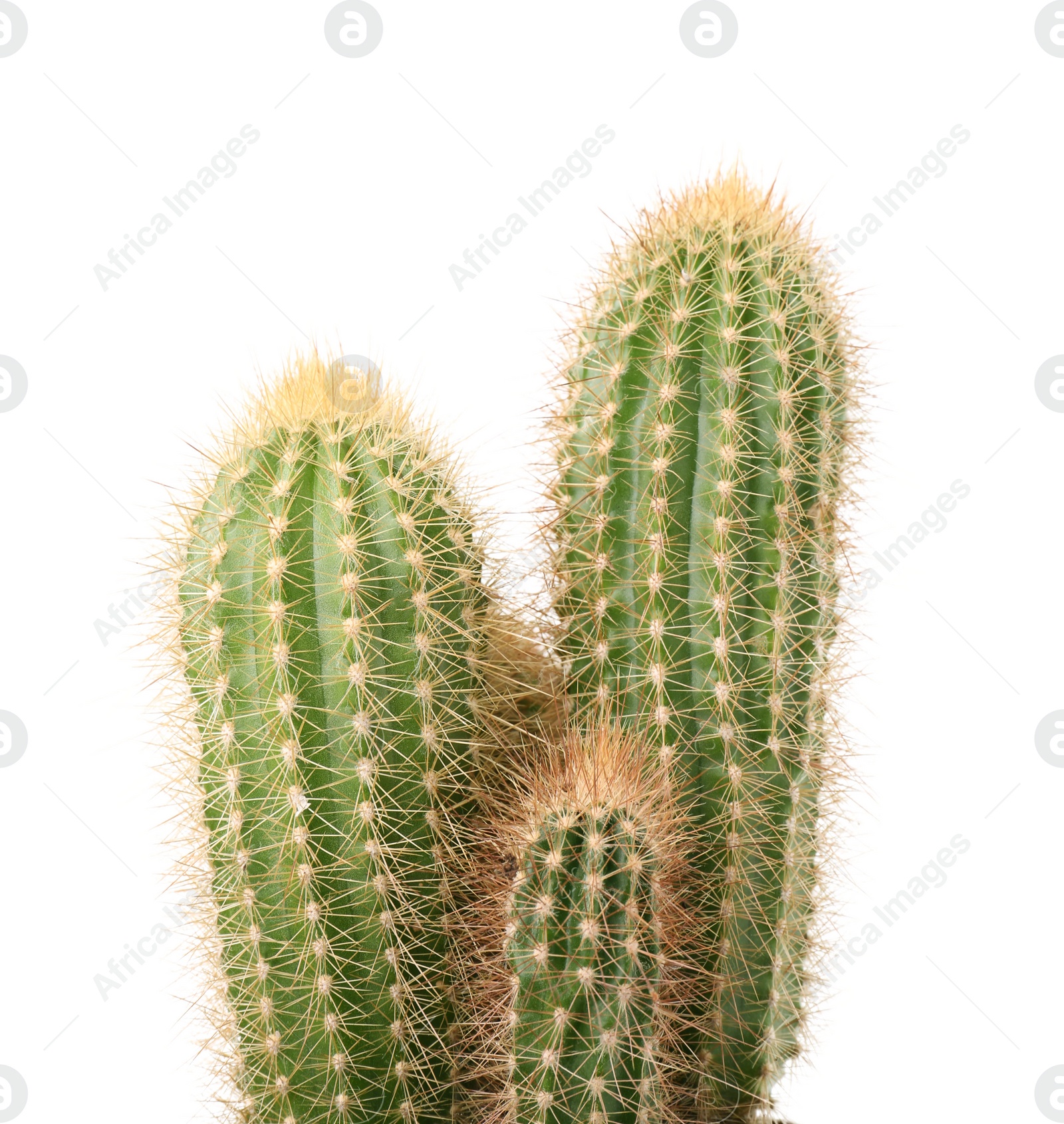 Photo of Beautiful green cactus isolated on white. Tropical plant