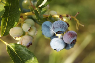 Photo of Wild blueberries growing outdoors, closeup. Seasonal berries
