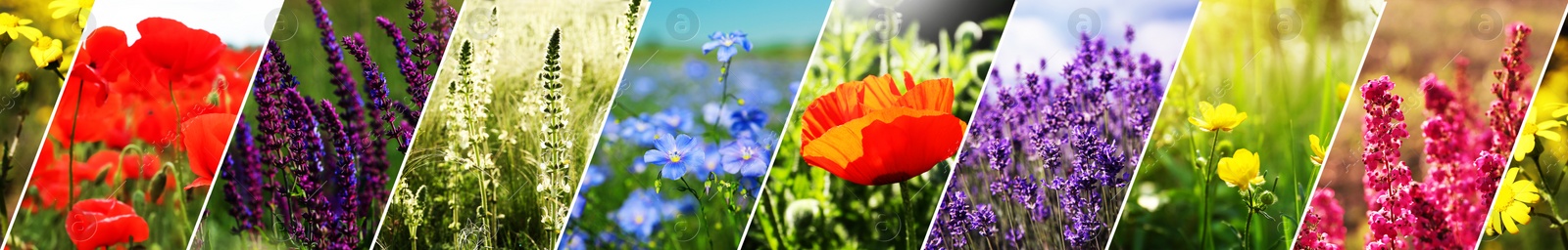 Image of Collage with photos of different beautiful wild flowers