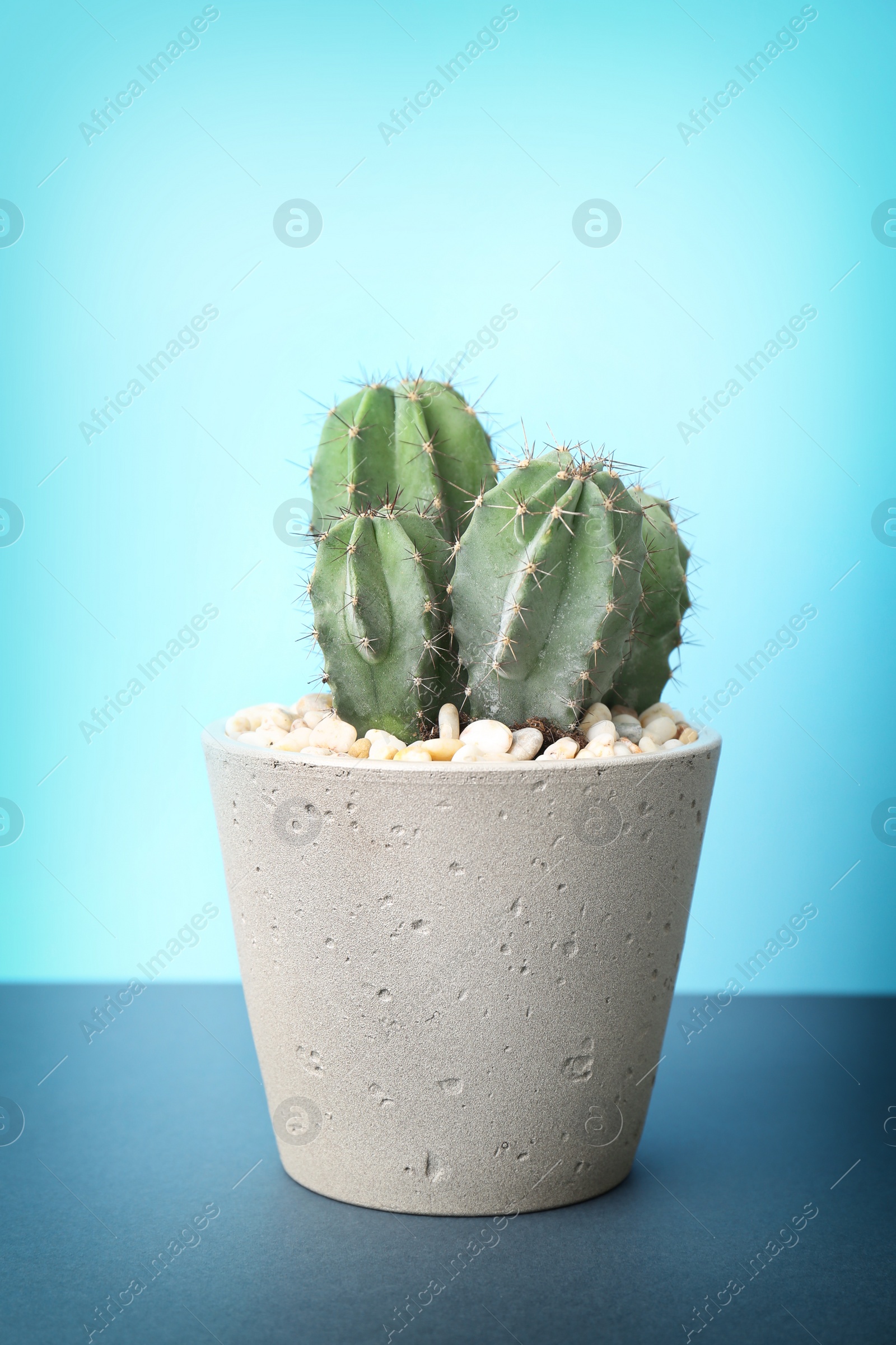 Photo of Beautiful cactus on table against color background