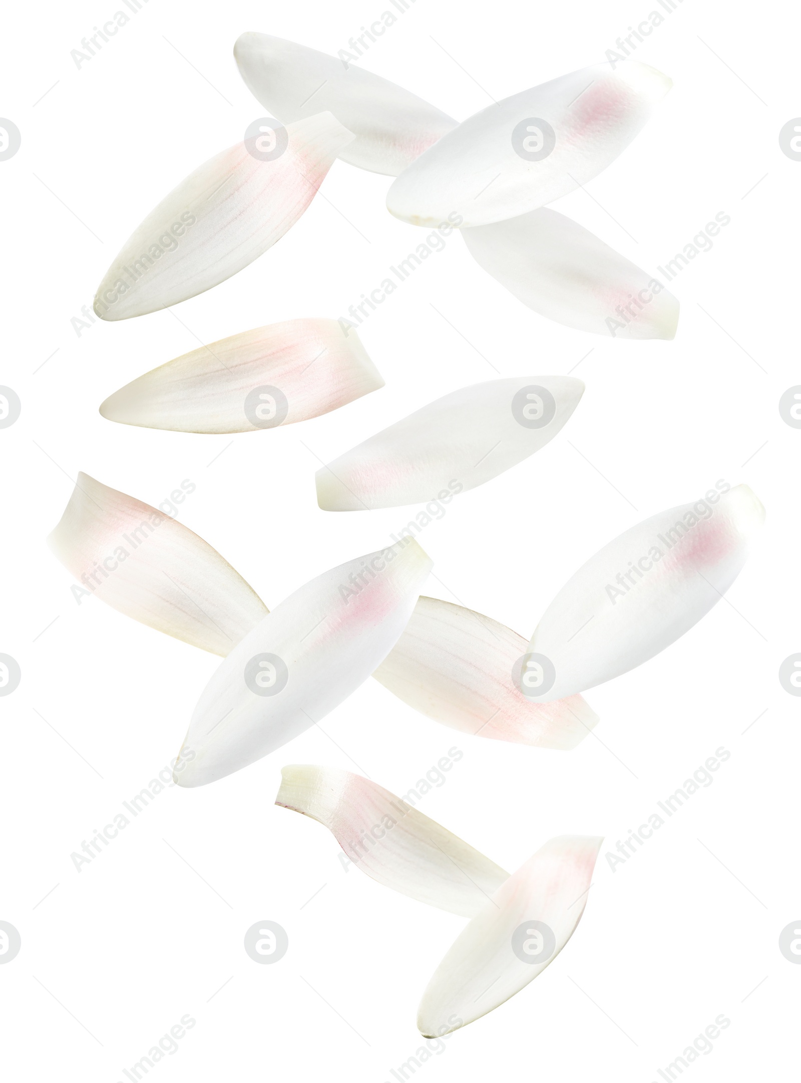 Image of Beautiful lotus flower petals falling on white background 