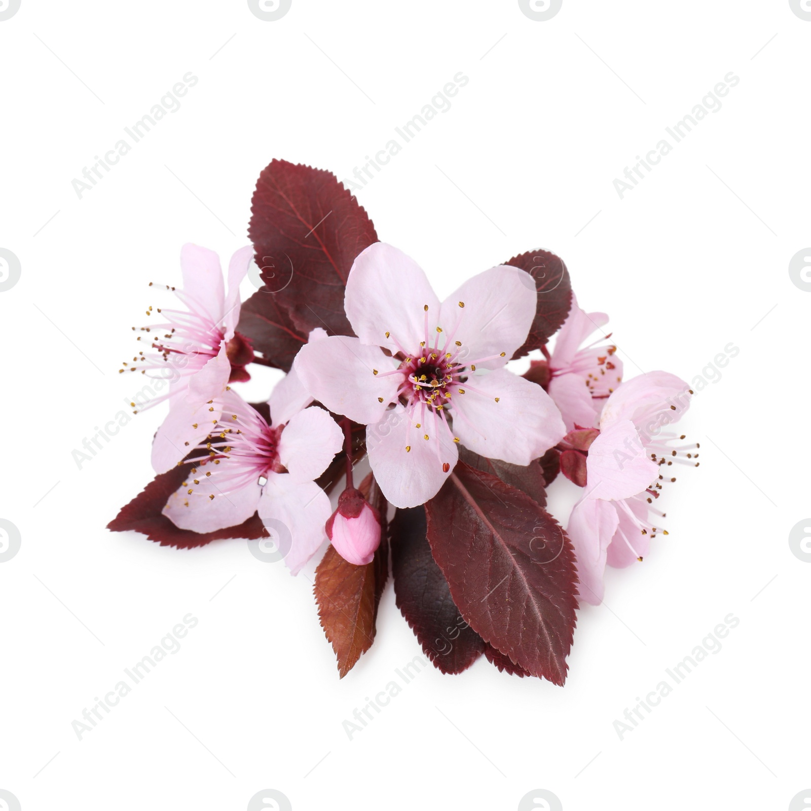 Photo of Beautiful spring tree blossoms isolated on white, top view