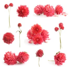 Image of Set with beautiful dry flowers on white background