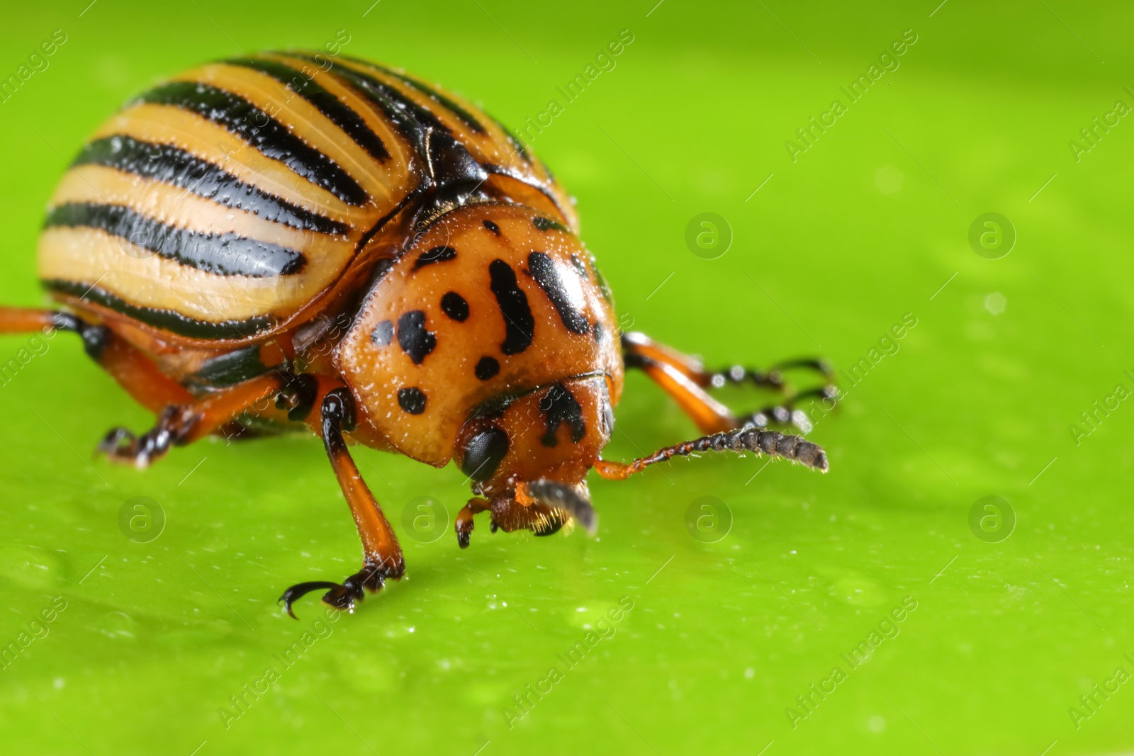 Photo of One colorado beetle on green leaf, macro view. Space for text