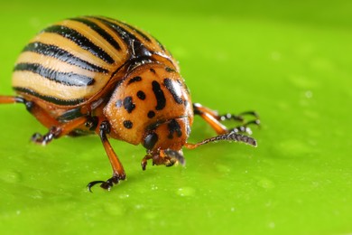 Photo of One colorado beetle on green leaf, macro view. Space for text