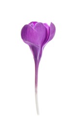 Beautiful purple crocus flower isolated on white