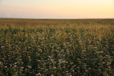 Many beautiful buckwheat flowers growing in field