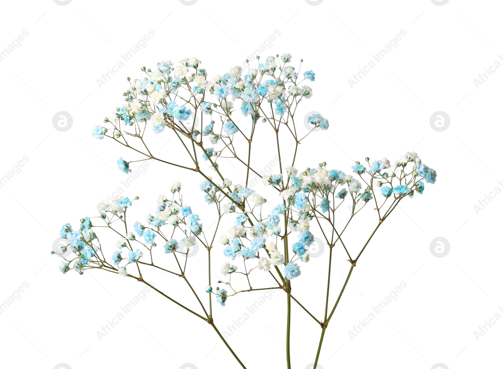 Photo of Beautiful colorful gypsophila flowers on white background