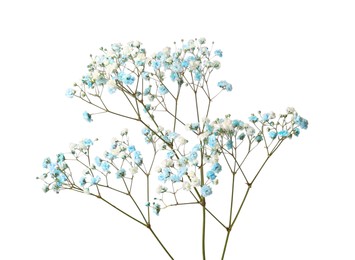 Beautiful colorful gypsophila flowers on white background