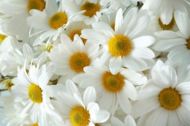 Bunch of beautiful chamomile flowers as background, closeup