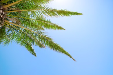 Beautiful palm tree with green leaves against clear blue sky, low angle view