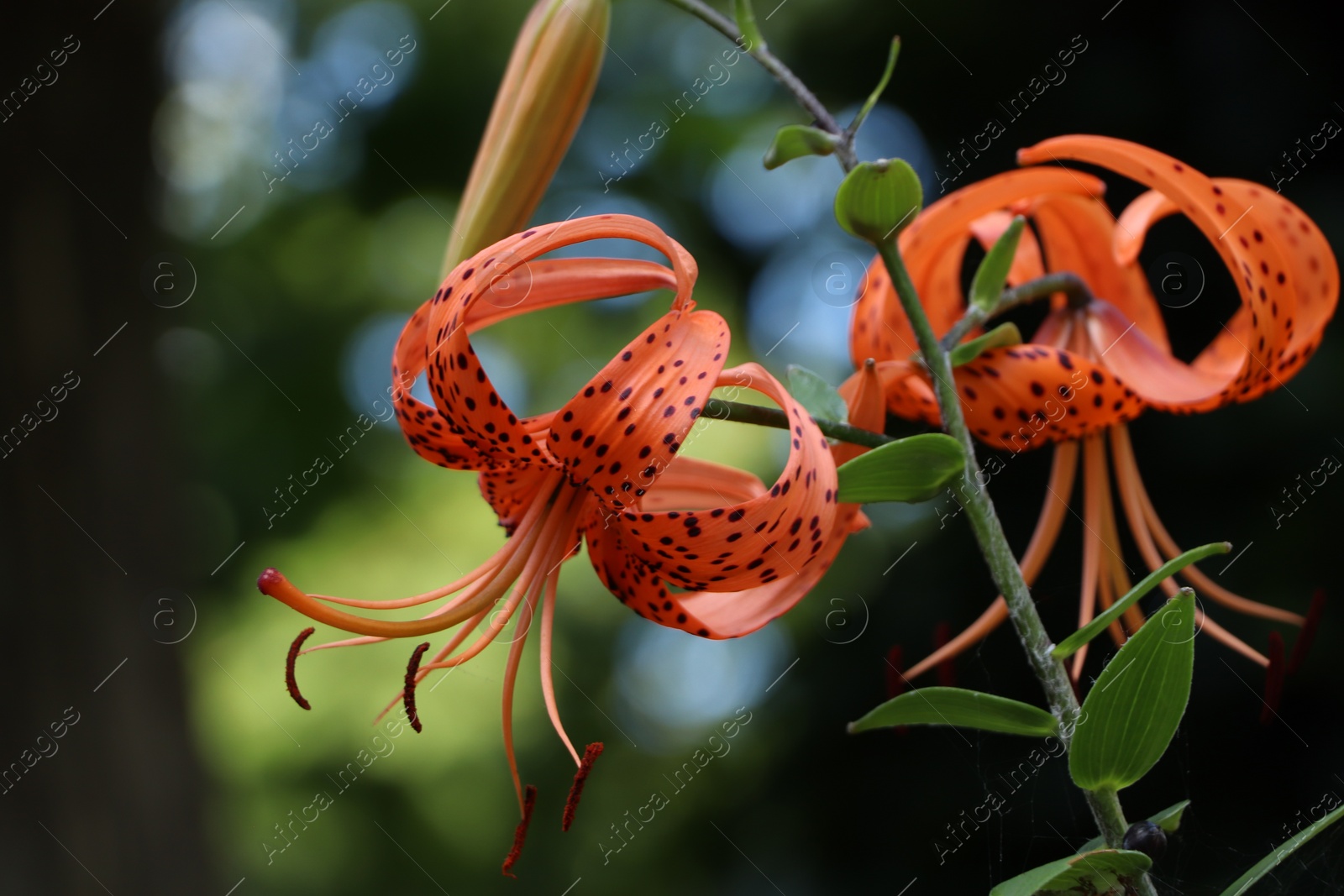 Photo of Beautiful lily flowers on blurred background, closeup