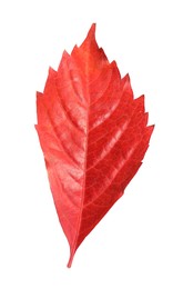 One beautiful red leaf isolated on white. Autumn season