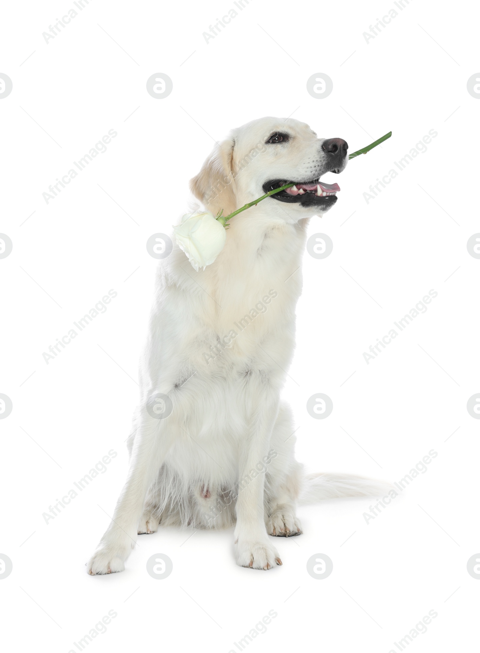 Photo of Cute Labrador Retriever with beautiful rose flower on white background
