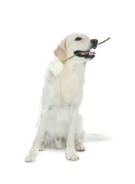 Cute Labrador Retriever with beautiful rose flower on white background