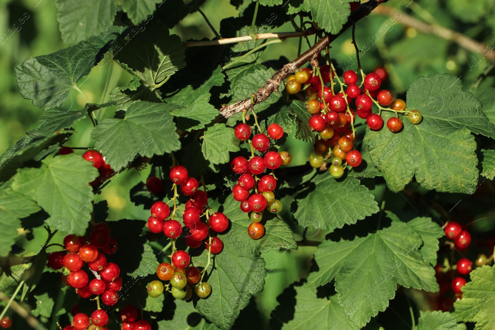 Photo of Closeup view of red currant bush with ripening berries outdoors on sunny day