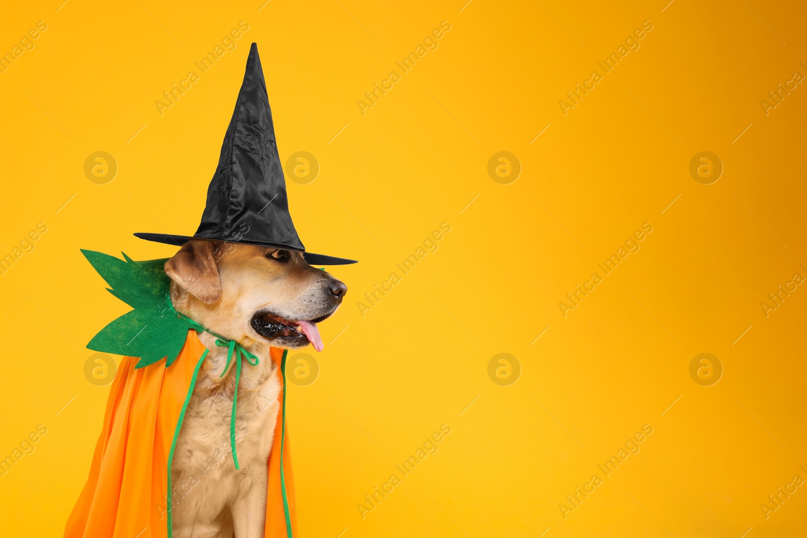 Photo of Cute Labrador Retriever dog in Halloween costume on orange background. Space for text