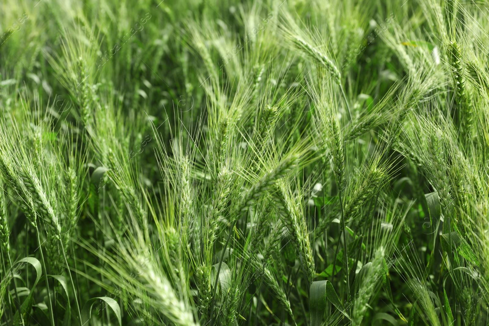 Photo of Closeup view of agricultural field with ripening wheat crop