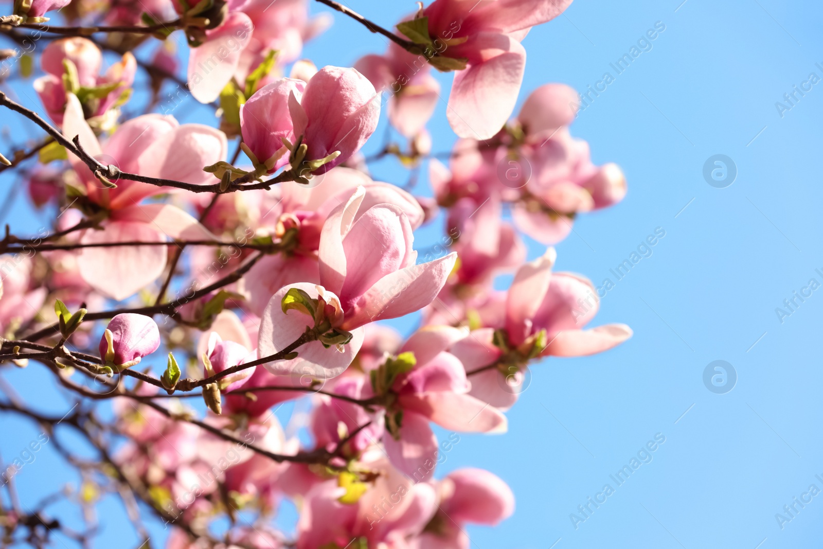 Photo of Beautiful magnolia tree with pink blossom outdoors. Spring season