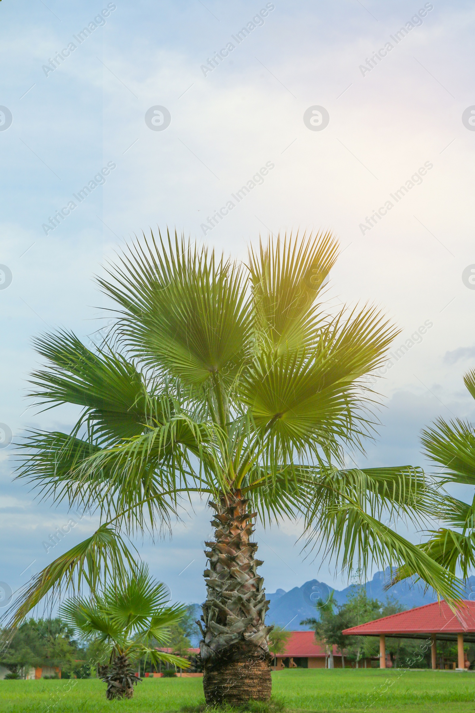 Photo of Beautiful view of palm trees and house against sky
