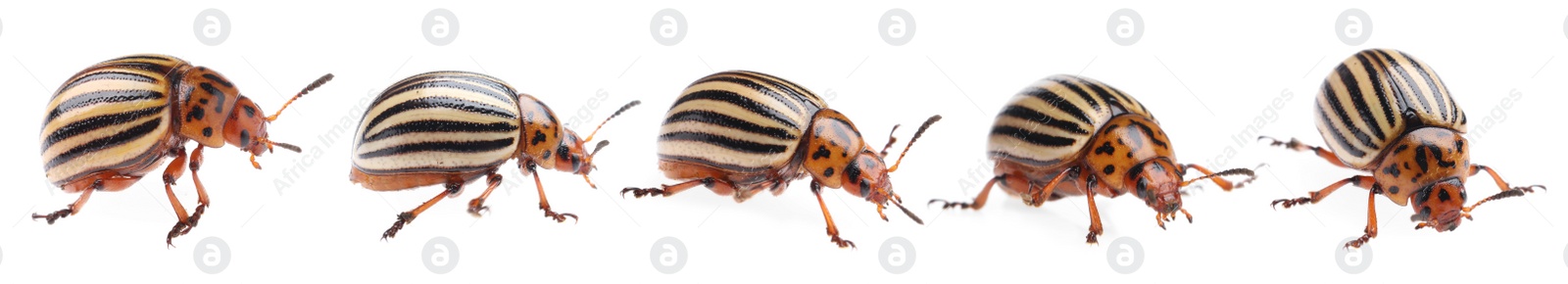 Image of Colorado potato beetles on white background, collage. Banner design