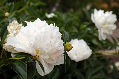 Beautiful blooming white peonies growing in garden, closeup. Space for text