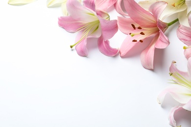 Composition with beautiful blooming lily flowers on white background