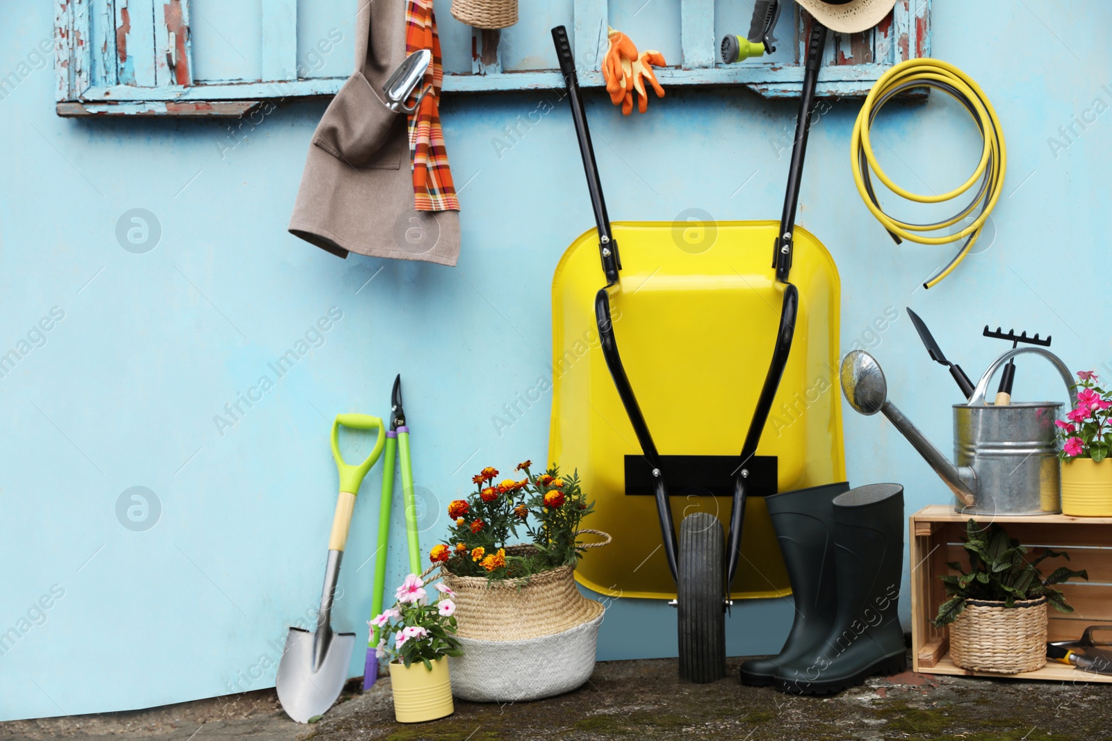 Photo of Beautiful plants, gardening tools and accessories near shed outdoors