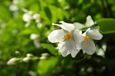 Photo of Closeup view of beautiful jasmine flowers outdoors. Space for text