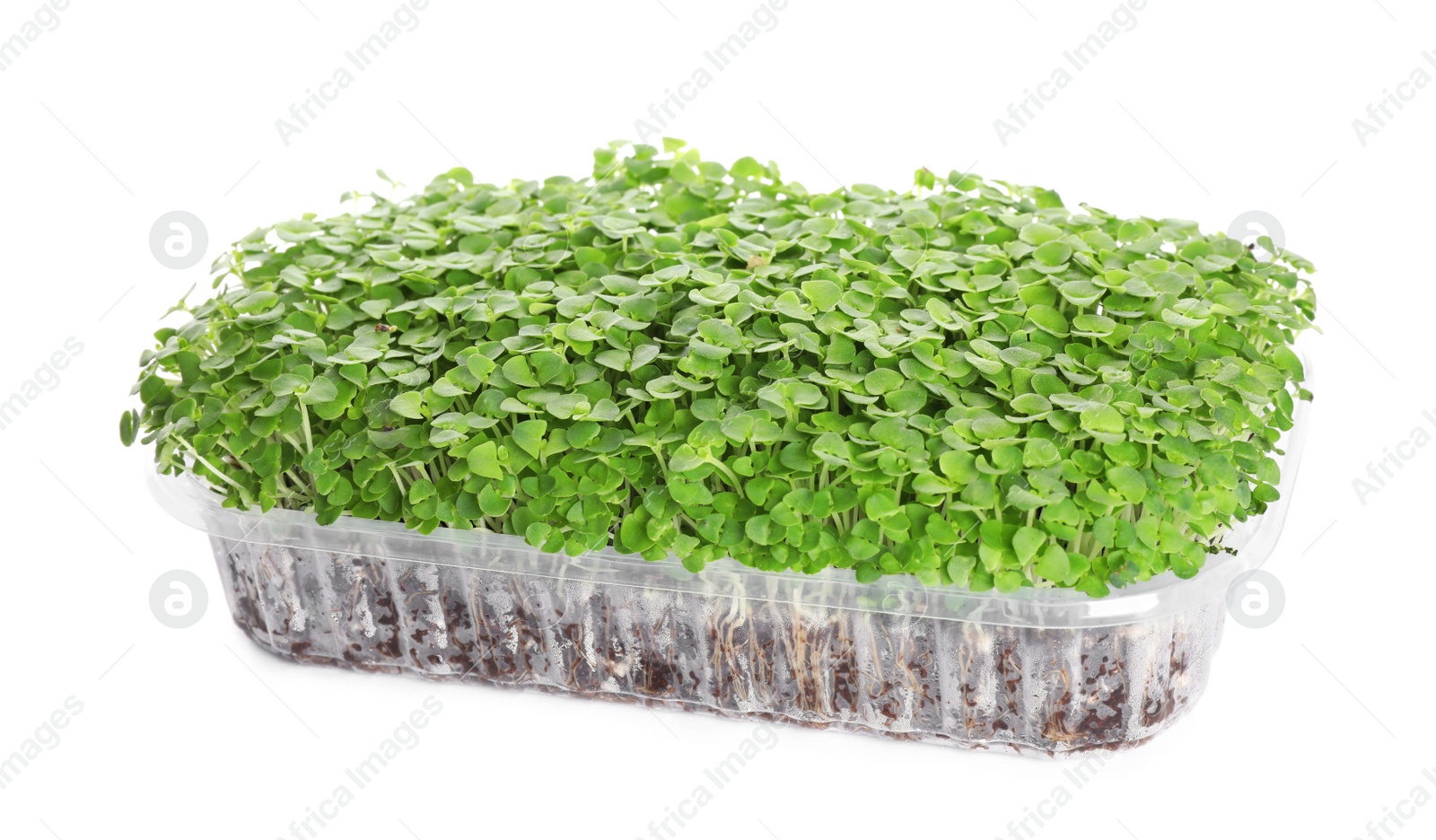 Photo of Fresh organic microgreen in plastic container on white background