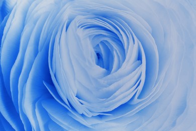 Image of Beautiful light blue ranunculus flower as background, closeup