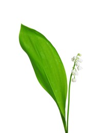 Photo of Beautiful lily of the valley flower with green leaf on white background