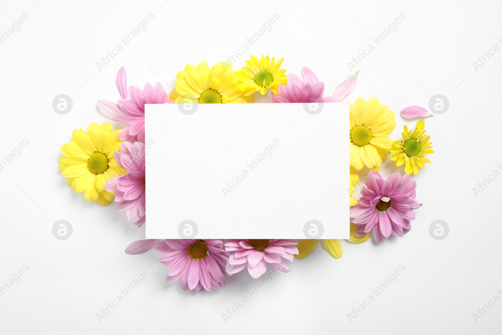 Photo of Composition with beautiful chamomile flowers and blank card on white background, top view. Space for text