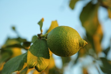 Photo of Citrus tree with unripe fruit outdoors, closeup