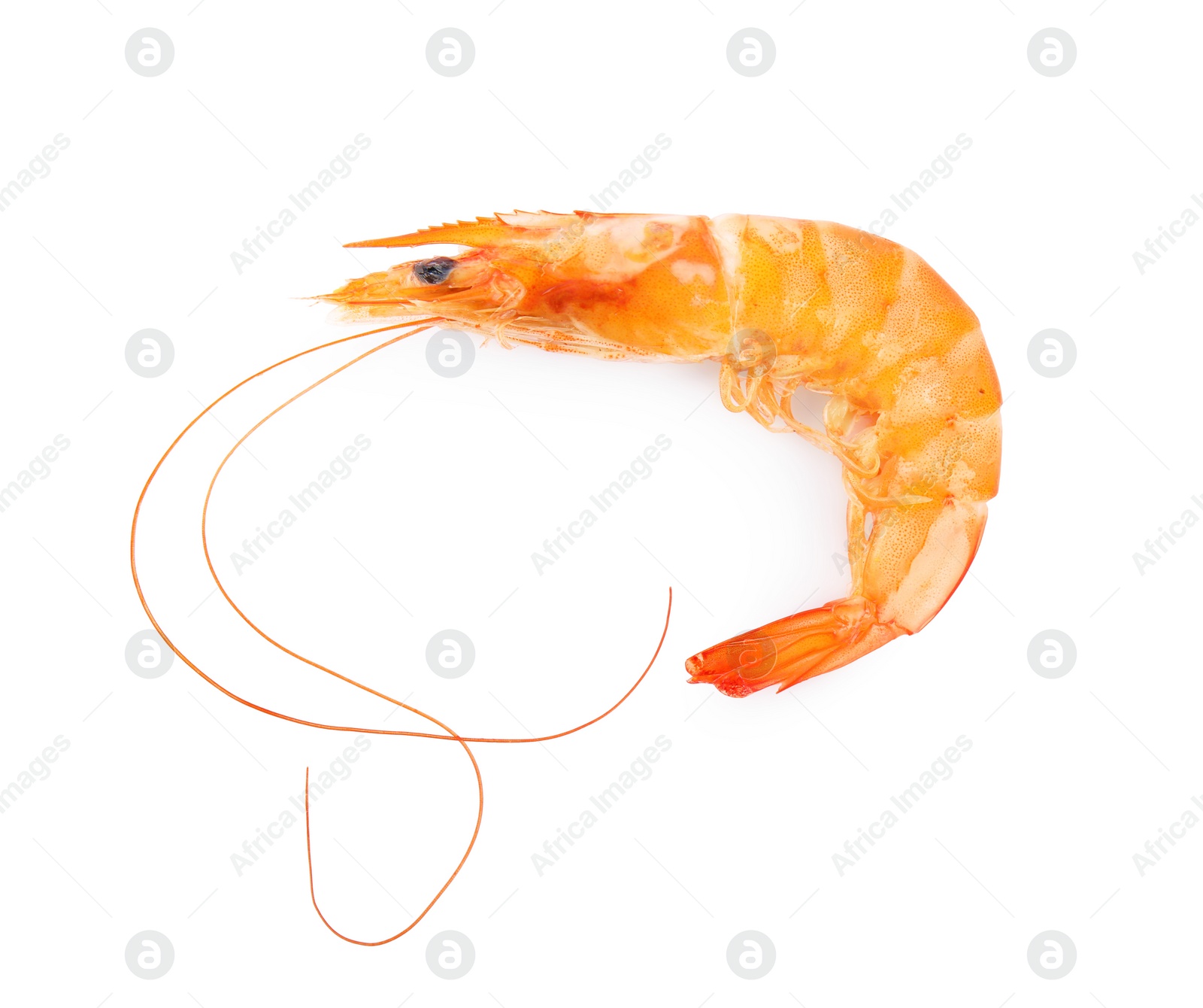 Photo of Delicious cooked whole shrimp isolated on white