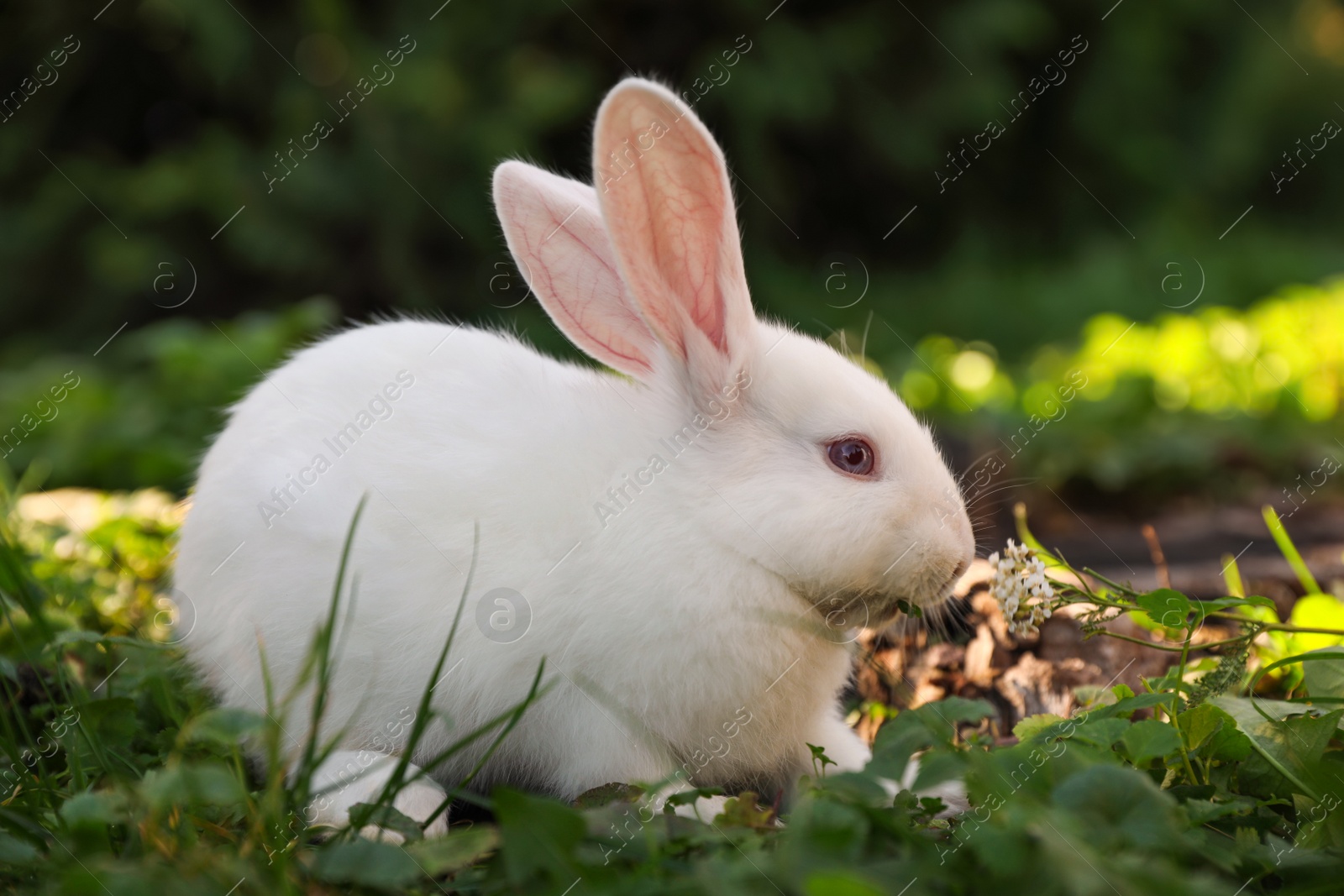 Photo of Cute white rabbit near tree stump on green grass outdoors