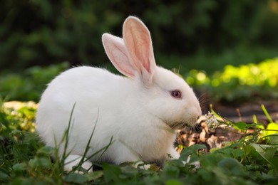 Cute white rabbit near tree stump on green grass outdoors