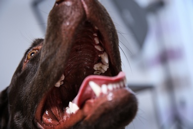 Photo of Chocolate Labrador retriever showing its teeth indoors, closeup