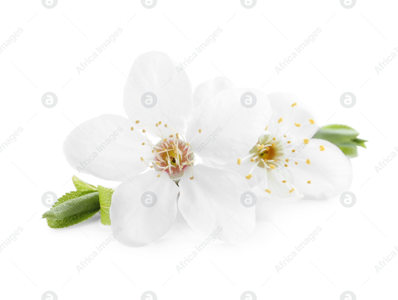 Photo of Beautiful cherry flowers with leaves isolated on white. Spring season