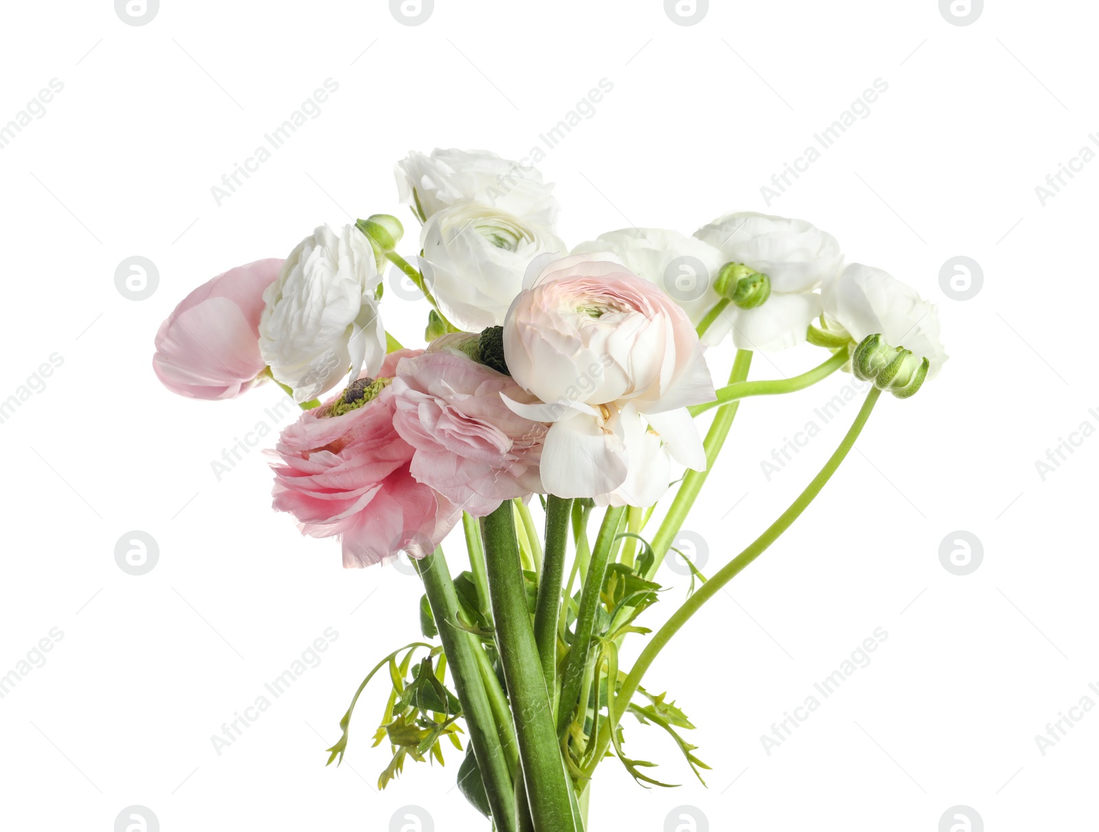 Photo of Beautiful ranunculus flowers on white background