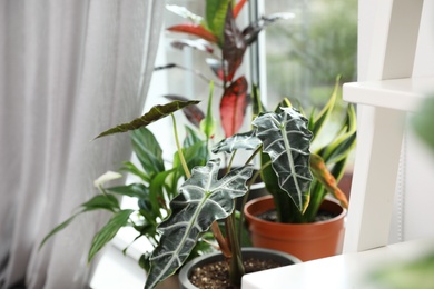 Photo of Different green potted plants near window at home