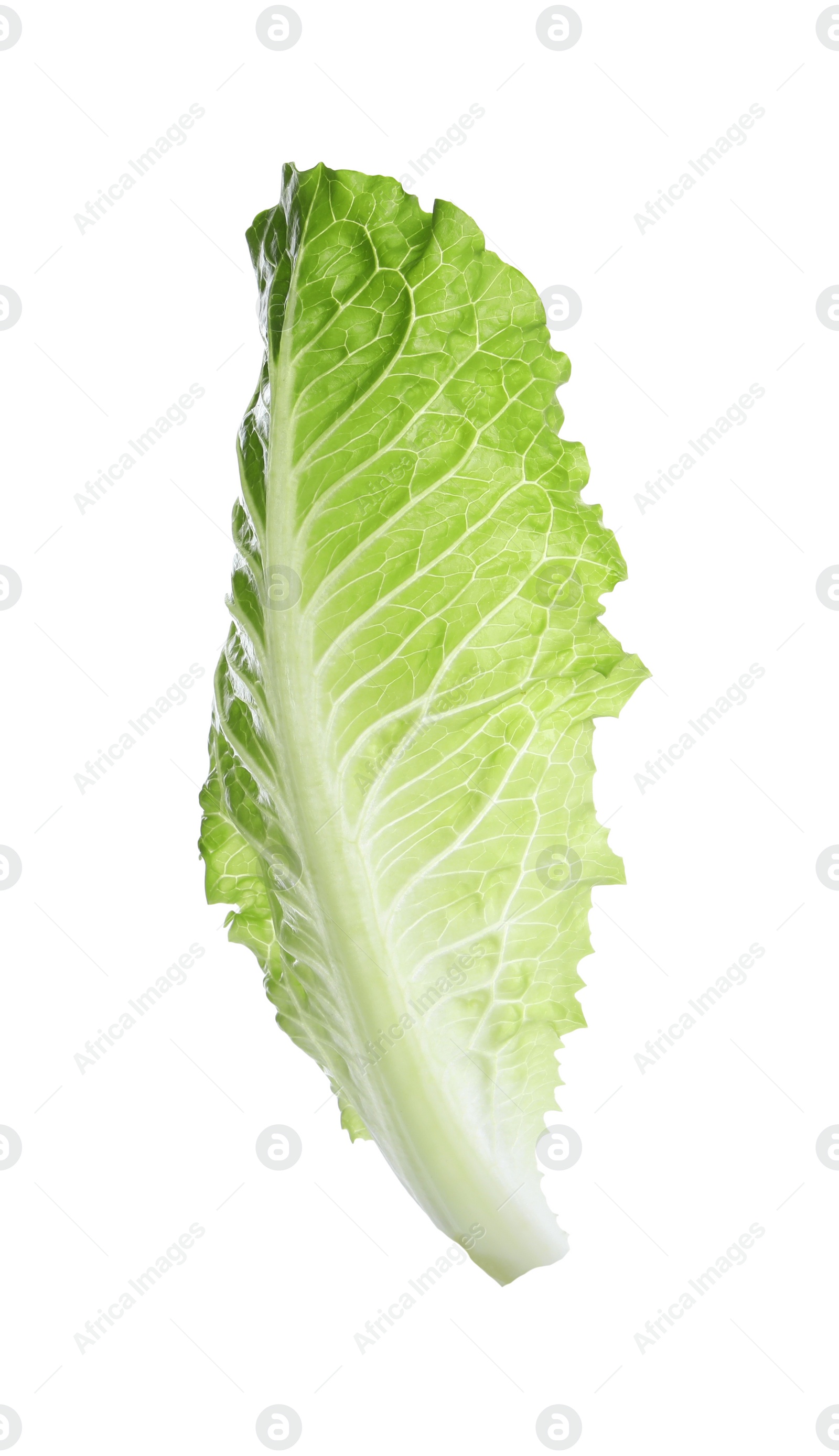 Photo of Fresh leaf of green romaine lettuce isolated on white