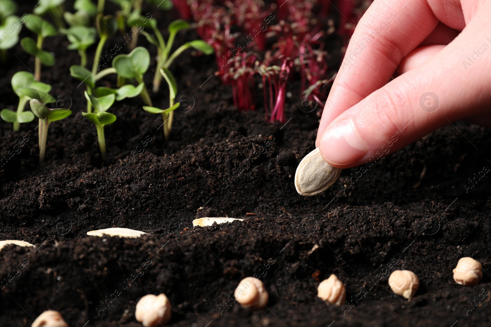 Photo of Woman planting pumpkin seeds into fertile soil, closeup. Vegetable growing