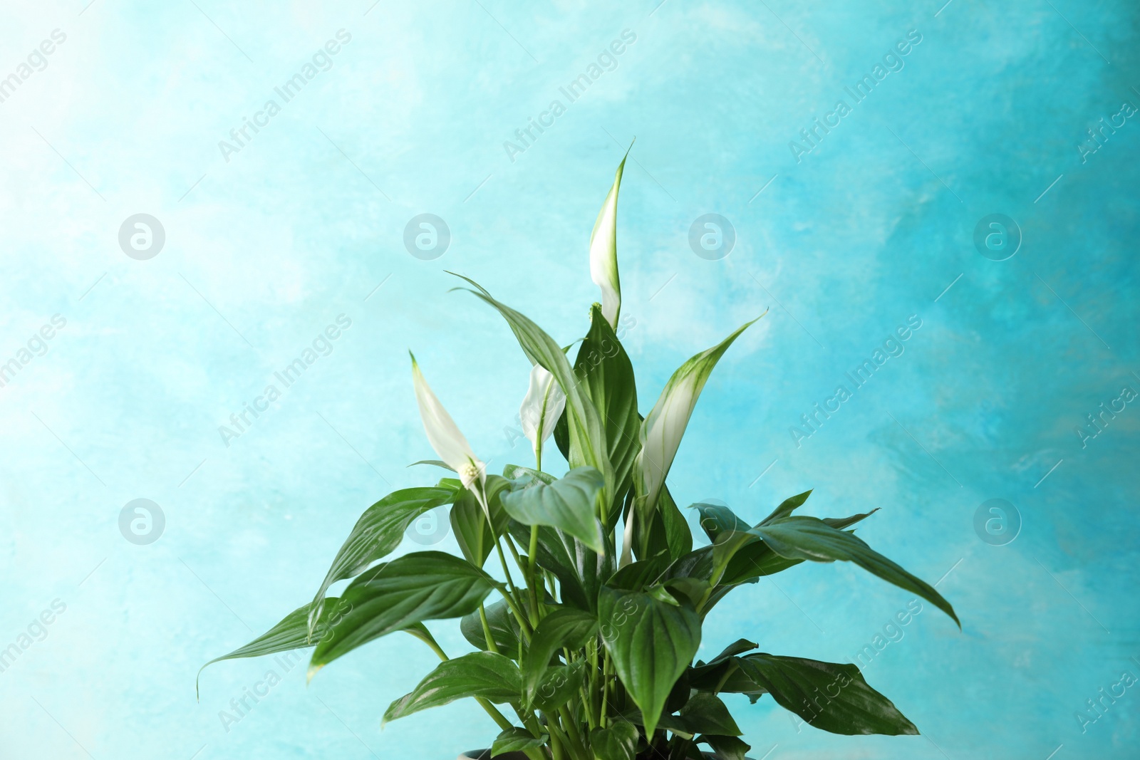 Photo of Beautiful spathiphyllum plant against color background. Home decor
